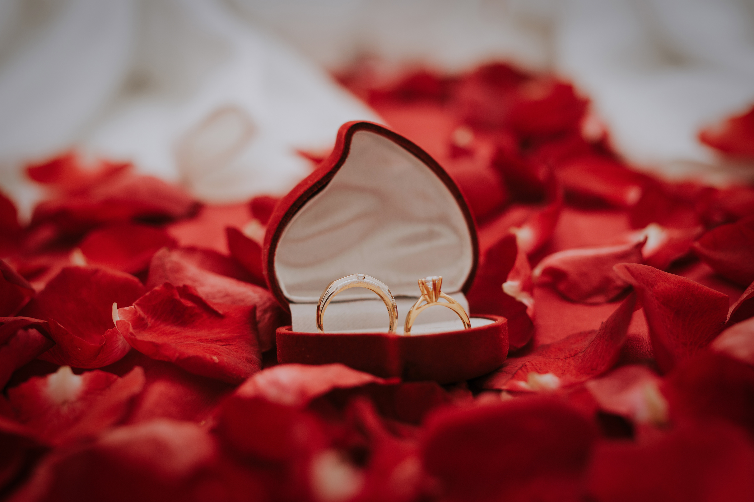 Gold Wedding Bands in Case on Red Rose Petals